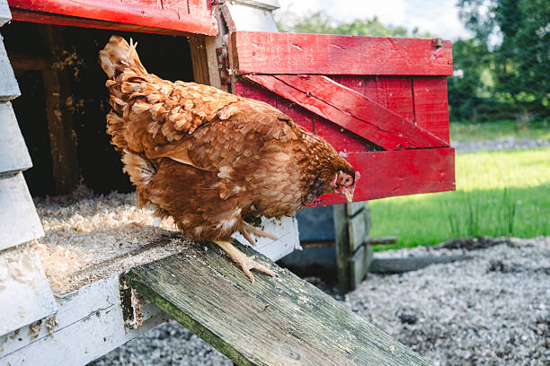 istock Brown chicken exiting a rustic coop in a bright green pasture on a sunny day 2234847895