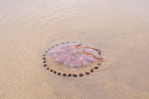 istock Medusa resting on the beach sand under soft sunlight, showcasing translucent beauty and intricate details of its tentacles 2234847984