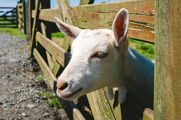 Spotted baby goat peering through the metal barrier of its enclosure