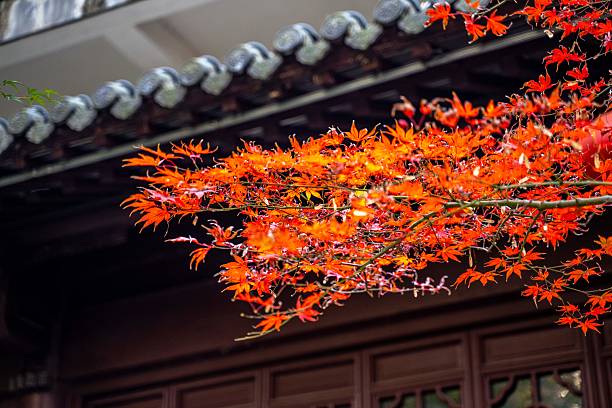 istock Maple leaves in Nanjing 2234850859