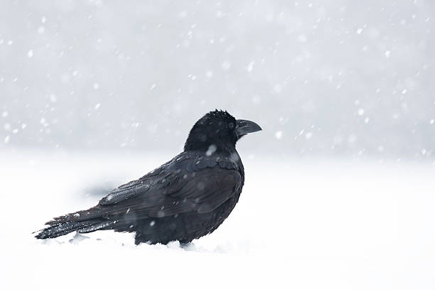 istock Raven during the winter season during snowfall and frost 2234852257