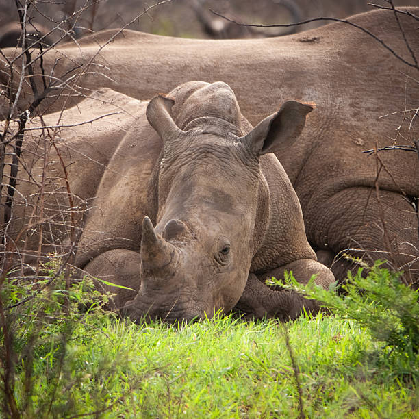 istock A white Rhino relaxes with others 2234852424