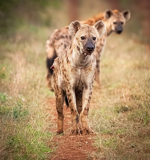 istock 2 Hyenas investigate in the bush 2234852434