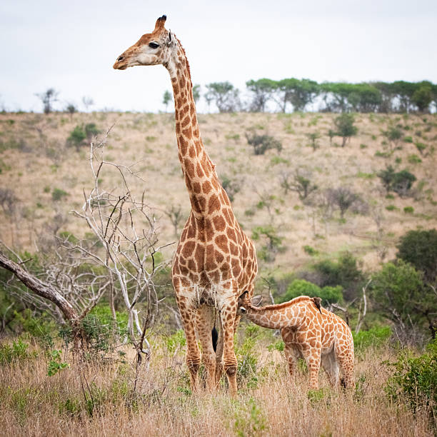 A giraffe calf feeds from its mother in the bush