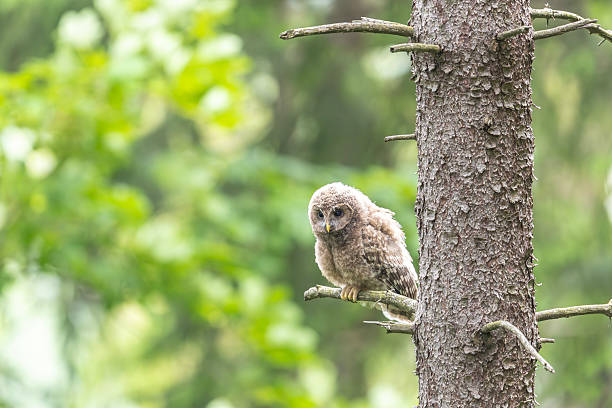 A young Ural owl sitting on a tree branch
