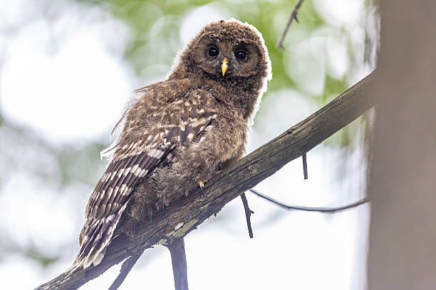 A young Ural owl sitting on a tree branch