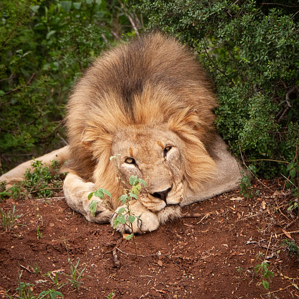 The male Lion relaxes while keeping an eye out from high ground