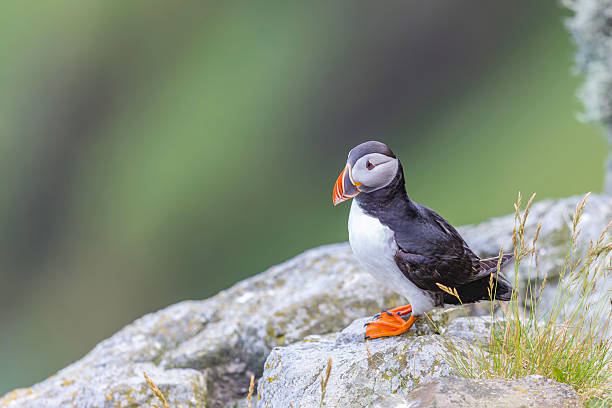 istock Portrait of a puffin on a cliff rock 2234852846