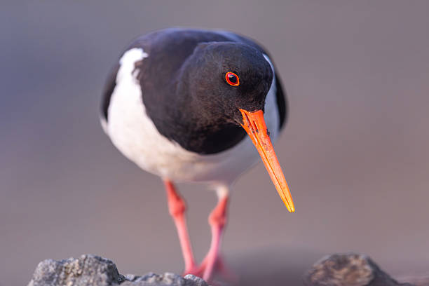 Oystercatcher on the sea coast at low tide