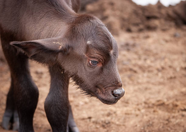 A newborn calf checks out its new environment