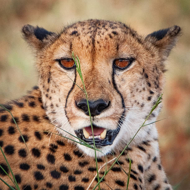 istock Close up of a Cheetah's face 2234853390