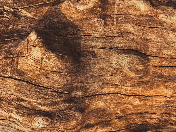 Burls and Knots in an Old Wood Texture