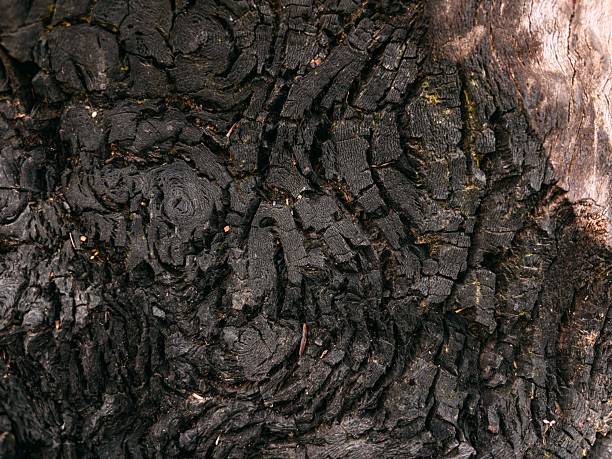Close-up macro photograph of gnarled tree bark in low light, with deep textures and warm highlights. The rugged surface reveals swirling organic patterns, symbolizing resilience, age, and the raw artistry of nature. Perfect for eco-themed projects, environmental campaigns, forestry, or as an abstract natural background for creative and design applications