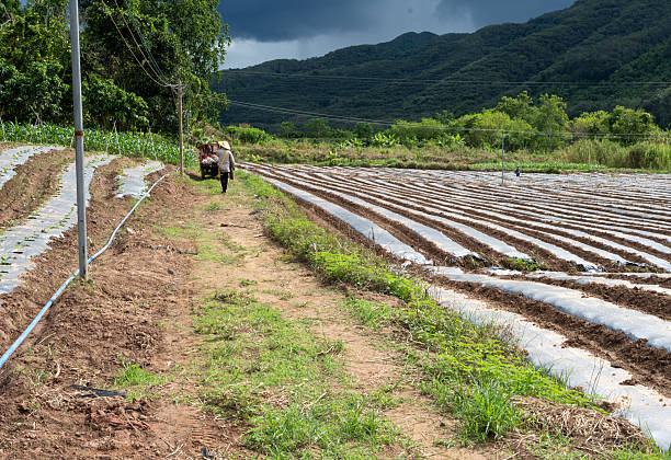 Group of farmers cultivating vegetable seedlings on farmland covered with plastic mulch along the Mekong River in Xishuangbanna, Yunnan Province, China. The rural Asian agricultural landscape shows traditional farming practices with workers in the fields, surrounded by lush greenery and river scenery.