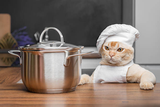 istock Burmese cat dressed as a chef with a saucepan in the kitchen. 2234854516