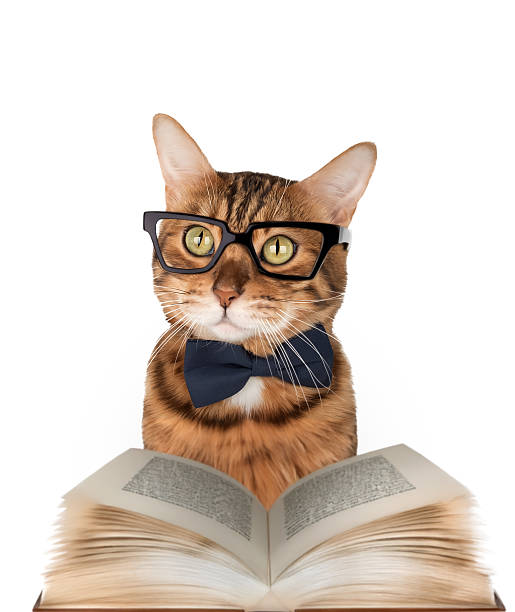 istock Bengal cat with glasses, bow tie and book 2234854524