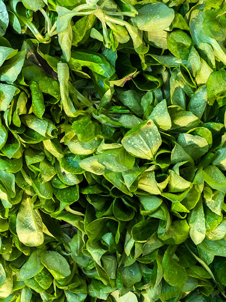Fresh portulacas in an overhead shot. For background purposes. Large copy space.