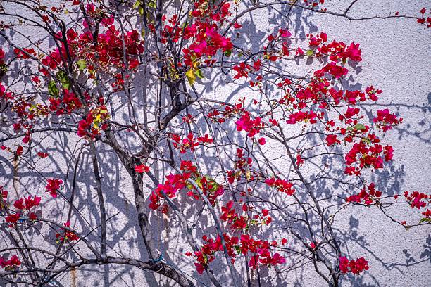 Bougainvillea flowers