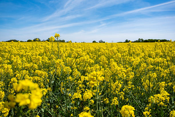 istock Mustard field with yellow flowers. 2234857415