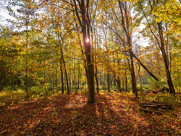 istock Magical autumn forest with morning sun. 2234857821
