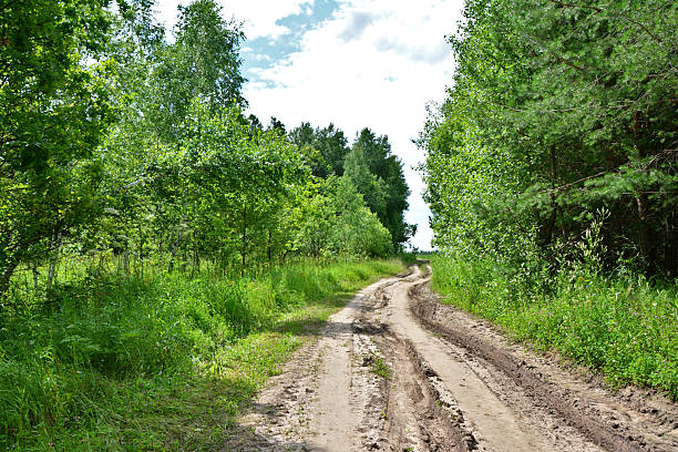 istock Dirt Road Through Lush Green Forest on a Sunny Day 2234860817