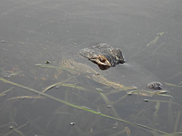 istock American Alligator (Alligator mississippiensis) -  young, resting in a lake 2234861492