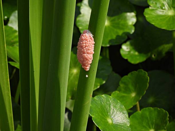 Female invasive apple snails lay their eggs just about the waterline on plants or structures like rocks, logs, or walls, usually at night. The individual eggs are small (2 -3 mm) and round and bright pink. Each egg cluster contains around 500 eggs. The egg cluster gradually changes shade, becoming paler as the eggs get closer to hatching.