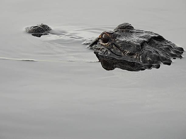 American Alligator (Alligator mississippiensis) in South Carolina swamp taking a lazy swim around its domain.