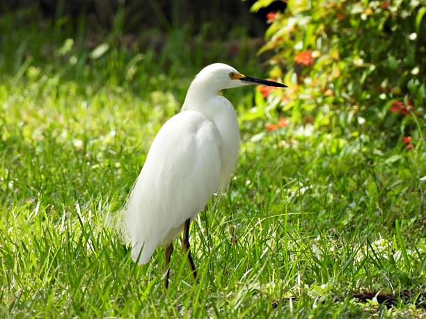 istock Snowy Egret (Egretta thula) - resting in the grass 2234861541