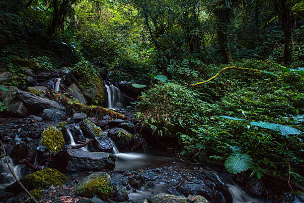 A lush subtropical rainforest stream slips over mossy boulders in soft, silky cascades captured with long exposure. This wide landscape frame highlights a healthy watershedan ecosystem that stores carbon, safeguards biodiversity, and delivers clean freshwater. Ideal for sustainability storytelling, the image supports themes like nature-based solutions, reforestation, and responsible ecotourism, aligning with SDG 6 (Clean Water) and SDG 15 (Life on Land). No people; pristine, calming scene perfect for environmental campaigns, annual reports, or wellness branding.