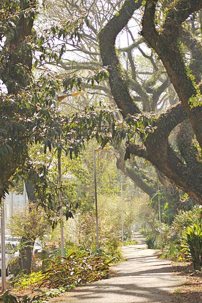 istock Bright sun light over street garden 2234865694