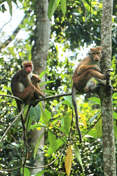 istock monkeys in wilderness / rainforest - Ceylon 2234866101