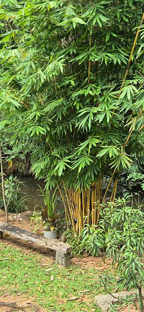 istock sitting place in jungle - Ceylon 2234866177
