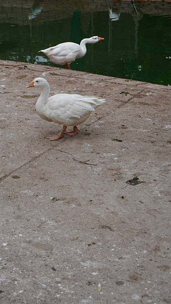 istock White goose on cracked concrete near pool 2234866247