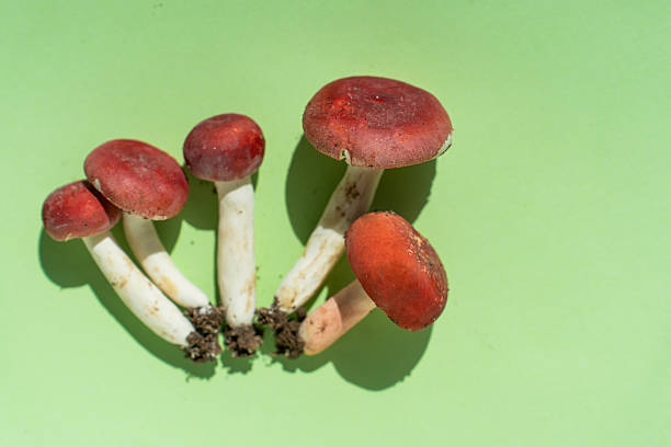 The red and yellow delicious mushrooms placed on the green surface