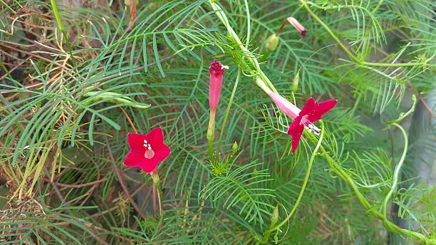 istock Ipomoea quamoclit flower 2234868586