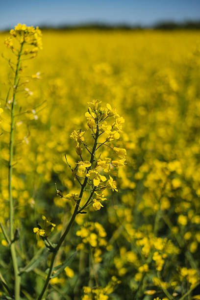 istock Fields of yellow rapeseed in early spring under a blue sky 2234868761