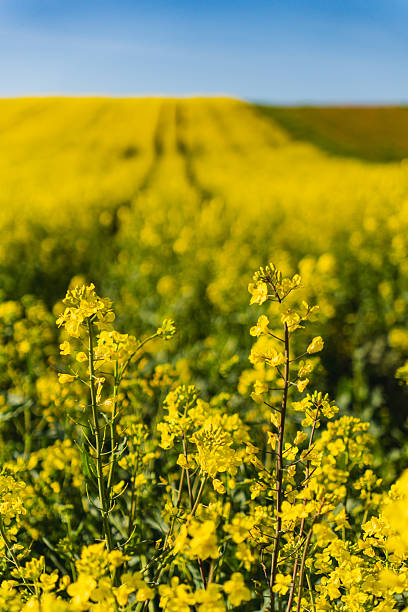 istock Fields of yellow rapeseed in early spring under a blue sky 2234869688