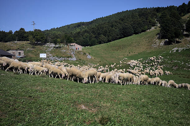 istock Herd of sheep on a field 2234869841