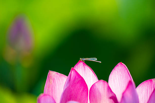 Lotus and damselfly, Lotus flower on the water