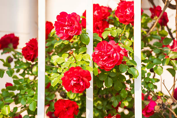 Ornamental wood frame with Roses