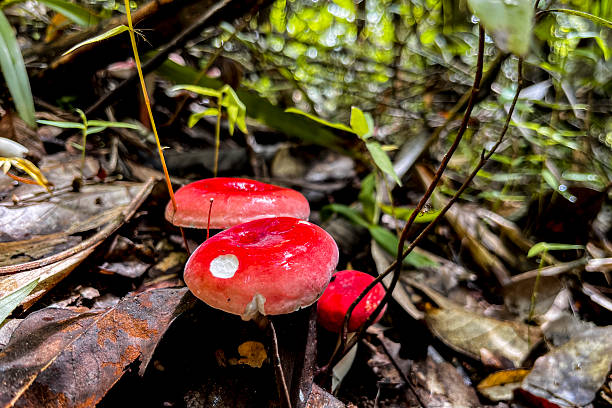 All kinds of mushrooms growing in the wild