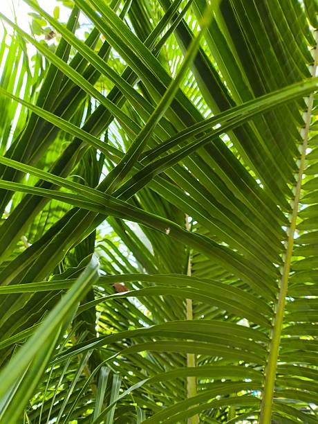Close-up view of green tropical palm leaves with sunlight shining through. Natural exotic foliage background perfect for design, travel, summer, and nature themes