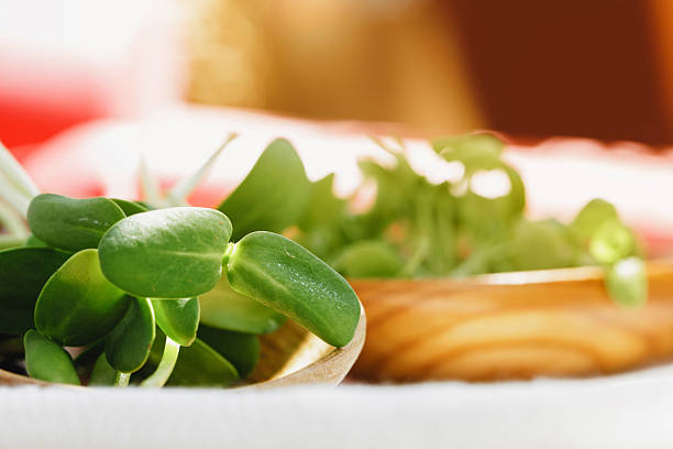 Micro greens in wooden spoon on cotton napkin close up
