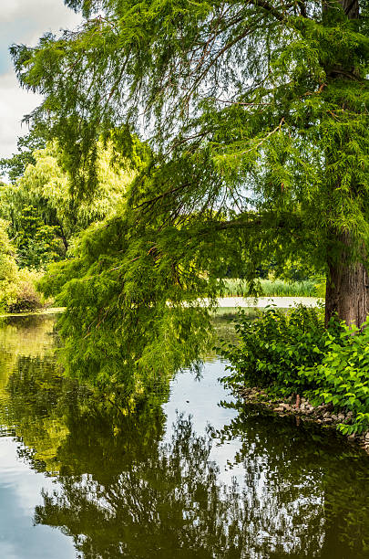 istock Trees reflecting on a water surface in a park in London during summer 2234874592
