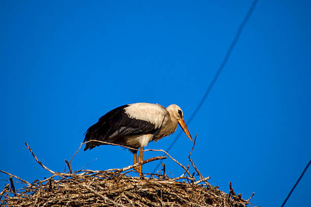A stork chilling in his nest