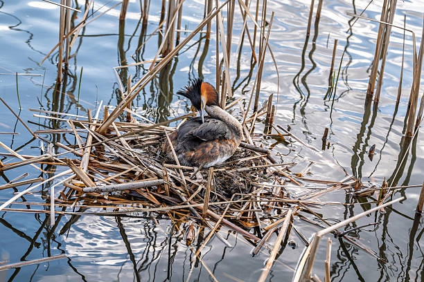 istock Great Crested Grebe, Podiceps cristatus, water bird sitting on the nest, nesting time on the green lake 2234874620