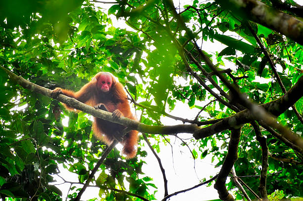 istock Vulnerable Bald Uakari monkey in a tree with the sun in its back 2234874918