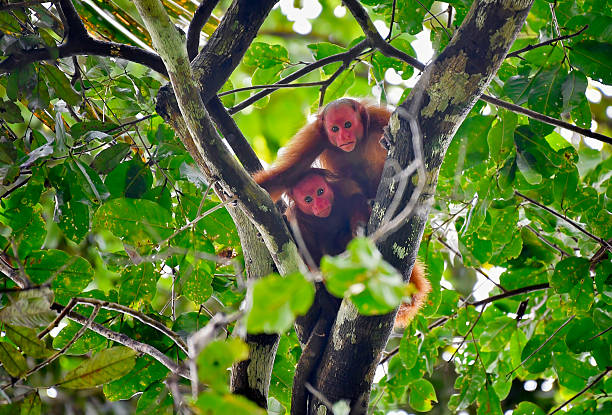 istock Two vulnerable Bald Uakari monkeys in a tree looking at the camera 2234874932
