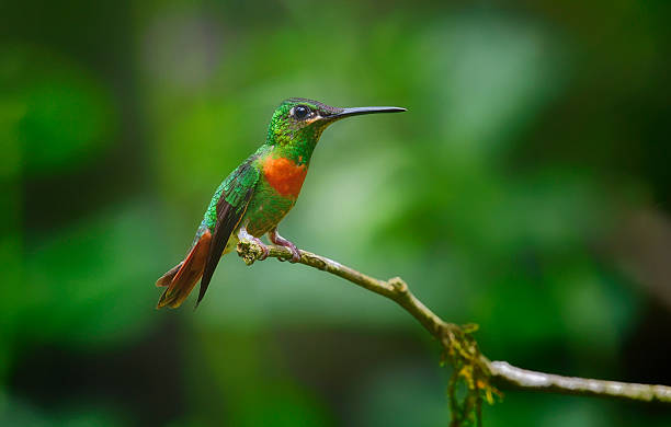 istock Side view of a perched Gould's jewel front hummingbird 2234874941
